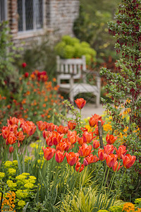 美丽的浅深田野景观形象的英国乡村花园与生机勃勃的郁金香春天的花朵接壤图片