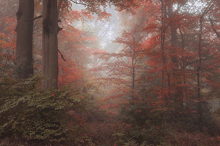 超现实交替色彩幻想秋落森林景观形象背景图片