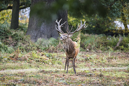 秋季季节,森林景观中雄伟的红鹿鹿颈图片
