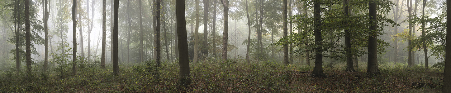 雾蒙蒙的秋晨温多佛林全景景观图像图片