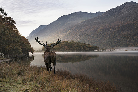 美丽的红鹿雄鹿秋天的景色中眺望着湖上的山景图片