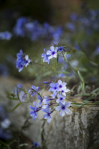 春季野生蓝夹竹花老式播种机箱中溢出的美术图像图片