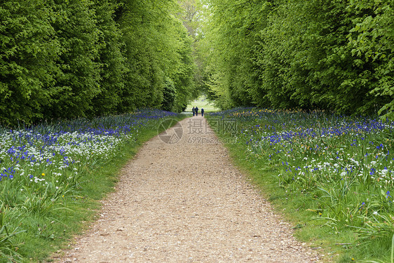 游客步行穿过蓝铃森林景观与野生大蒜图片