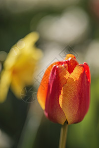 美丽的郁金香水仙花春天的阳光下靠近图片