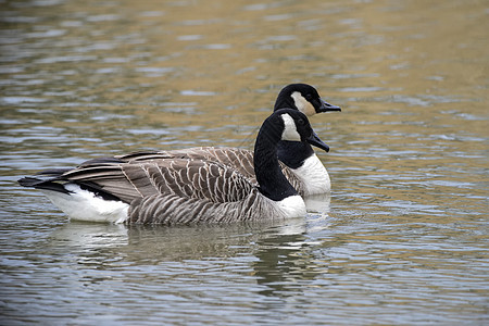 春天,两只加大鹅水上滑行背景图片
