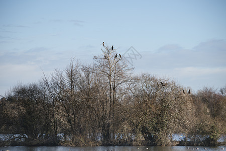 冬树栖息的鸟集合图片