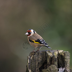 雀照片 雀背景 雀摄影图片下载 摄图网