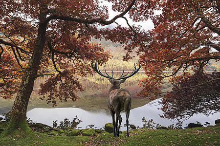 美丽的红鹿雄鹿秋天的景色中眺望着湖上的山景图片