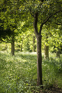 美丽浅浅的田野,清新的风景,英国森林乡村春天的阳光下图片