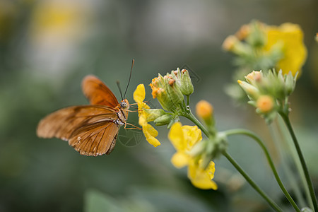 黄花上的蝶图片