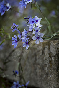 春天野生蓝夹竹花泛滥的美丽形象春季野生蓝夹竹花老式播种机箱中溢出的美术图像图片