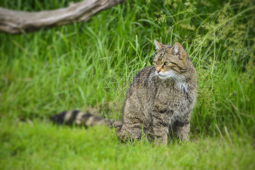 ç¾Žä¸½çš„è‹æ ¼å…°é‡ŽçŒ«å¤å¤©çš„é˜³å…‰ä¸‹æ 'ä¸Šæ