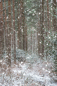 冬天的景观,下雪,覆盖了切英国乡村的冬季景观,积雪覆盖地树叶图片