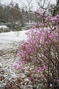 冬天的景观,下雪,覆盖了切英国乡村的冬季景观,积雪覆盖地树叶图片