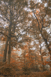 令人惊叹的五颜六色,充满活力,令人回味的秋雾森林兰令人叹为观止的充满活力的秋季雾林景观图片