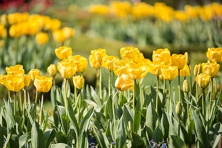 美丽充满活力的黄色郁金香风景乡村花园美丽的彩色黄色郁金香景观乡村花园图片