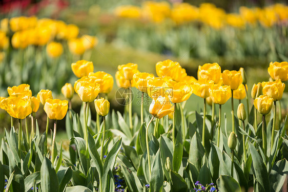 美丽充满活力的黄色郁金香风景乡村花园美丽的彩色黄色郁金香景观乡村花园图片