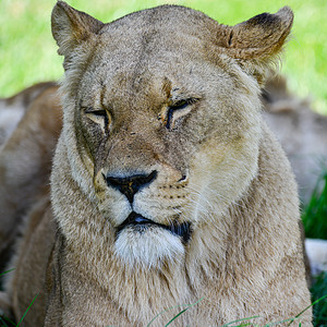 SUM中特写非洲雌狮子豹狮子狮子座的肖像美丽的肖像,雌非洲狮子豹狮子狮子座夏天的阳光下图片