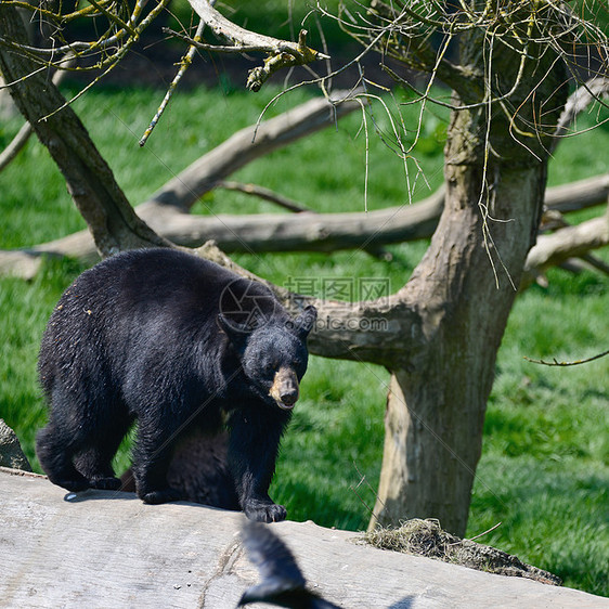 美国黑熊ursusAmericanus森林清理景观美国黑熊ursusAmericanus郁郁葱葱的森林景观图片