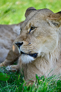 SUM中特写非洲雌狮子豹狮子狮子座的肖像美丽的肖像,雌非洲狮子豹狮子狮子座夏天的阳光下图片
