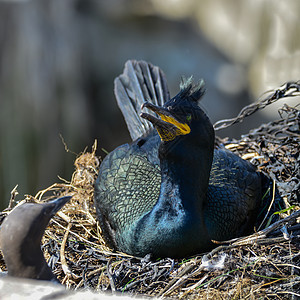 令人惊叹的筑巢的鸟,指腹美丽的巢状虫鸟图片