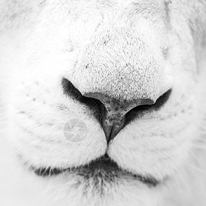 美丽的特写肖像白色芭芭拉集狮子豹惊人的亲密肖像白色芭芭拉集狮子豹狮子狮子高键黑白图片