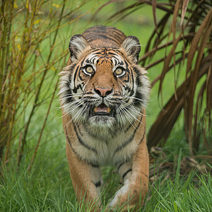 美丽的虎豹画像,虎尾蛇走过漫长令人惊叹的虎豹老虎的肖像,充满活力的景观中穿过长草图片