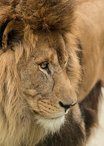 丛林之王芭芭拉美丽亲密的肖像形象惊人的亲密肖像图像的国王丛林芭芭拉集狮子豹利奥图片