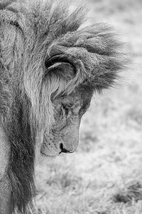丛林之王芭芭拉美丽亲密的肖像形象惊人的亲密肖像图像的国王丛林芭芭拉集狮子豹狮子黑白图片
