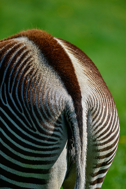 的斑马美丽的亲密特写图像细节的查普曼rsquo斑马马库加查普曼尼尾巴