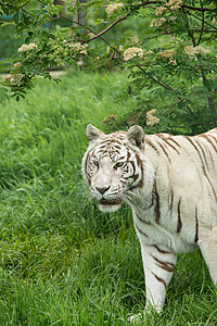混合白虎豹的美丽肖像图像充满活力的景观树叶中,混合白虎豹的惊人肖像图像图片