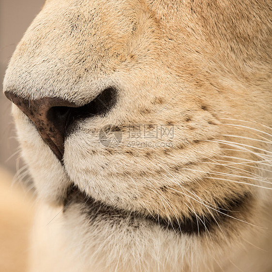 美丽的特写肖像白色芭芭拉集狮子豹惊人的亲密肖像白色芭芭拉集狮子豹狮子狮子图片