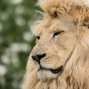 美丽的特写肖像白色芭芭拉集狮子豹惊人的亲密肖像白色芭芭拉集狮子豹狮子狮子图片