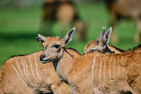 轻的羚羊动物牛尾羚夏天图片