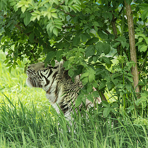 令人惊叹的肖像图像混合白虎豹充满活力的景观树叶图片