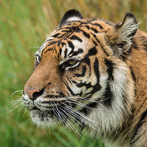 令人惊叹的虎豹老虎的肖像,充满活力的景观中穿过长草图片