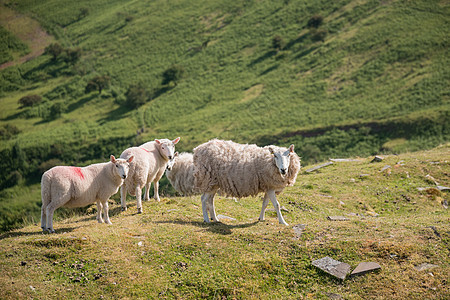 布雷肯灯塔公园景观中的绵羊放牧图片