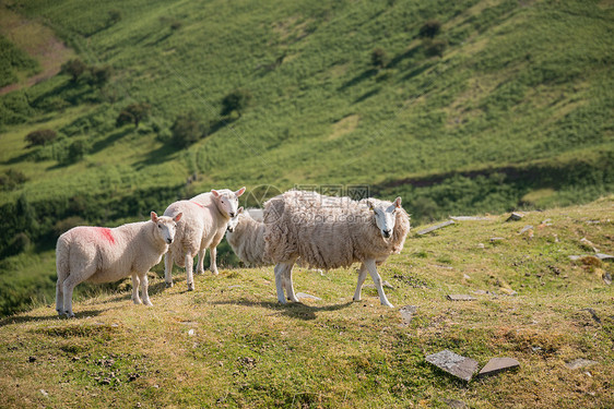 布雷肯灯塔公园景观中的绵羊放牧图片