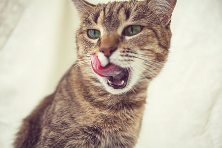 猫猫科动物狠的女人爵士乐爱好者图片