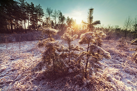 风景秀丽的雪覆盖森林冬季很适合诞节背景图片