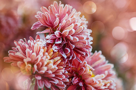 霜美丽的粉红色花开在深秋的早晨背景