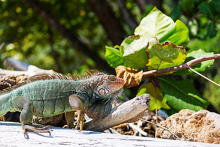 哥斯达黎加野生绿色鬣蜥图片