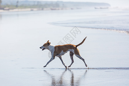 海滩上的狗图片