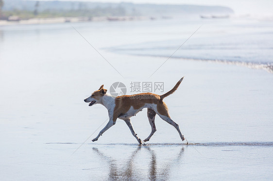 海滩上的狗图片