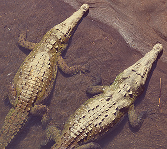 洲哥斯达黎加鳄鱼遗址图片