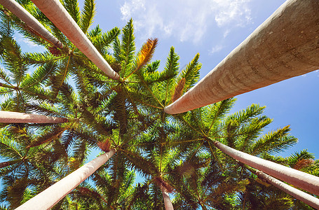 棕榈种植园背景图片