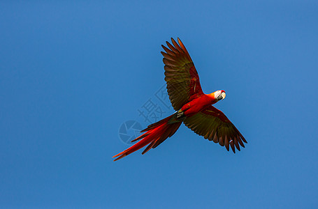 绿色翅膀的鹦鹉野生,哥斯达黎加,洲图片