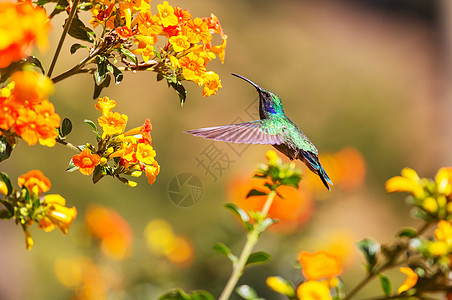 洲哥斯达黎加五颜六色的蜂鸟图片