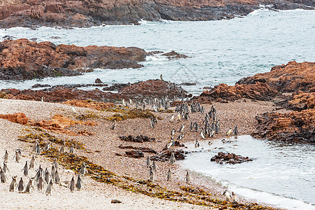 巴塔哥尼亚的麦哲伦企鹅巴塔哥尼亚图片