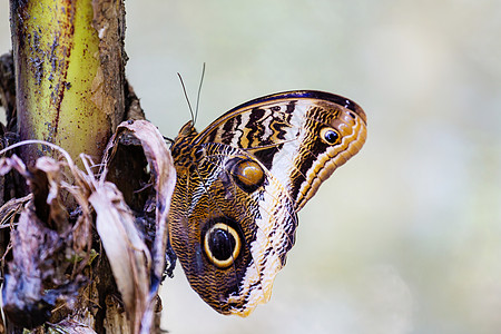 美丽的蝴蝶蓝色变形,变形虫,哥斯达黎加图片
